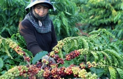 Vietnam exports over 1.7 million tonnes of coffee in 2020