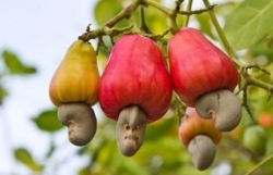 Cashew nut exports pick up in 2021 despite COVID-19 challenges