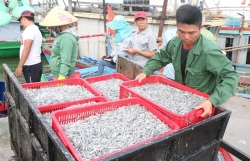 Protecting raw resources vital to the future of fish sauce