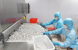 Grim outlook for Vietnamese shrimp industry