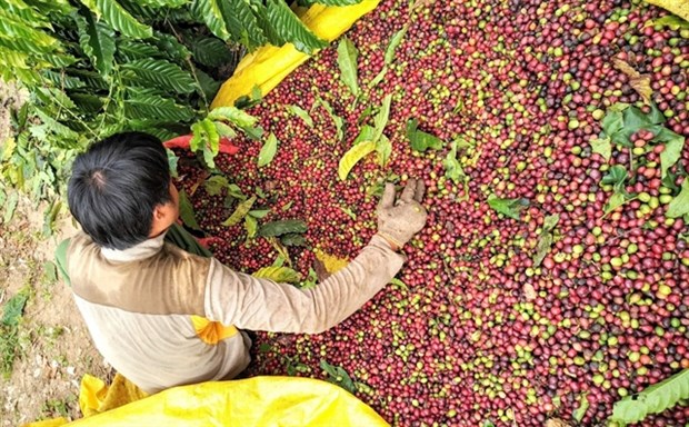 Sustainable development key to success of Vietnamese coffee hinh anh 1