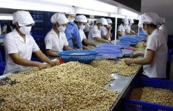 Conference discusses cashew trade with Africa