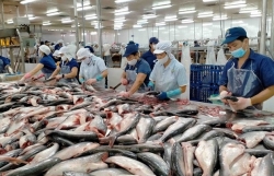 Vietnam’s tra fish export value expected to reach 2.4 billion USD this year