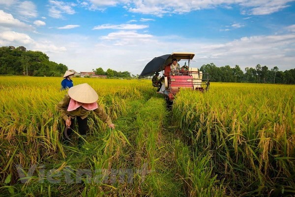 Trade surplus increases, agriculture shines hinh anh 2