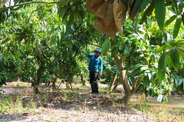Vietnam - Third largest mango exporter to RoK hinh anh 1