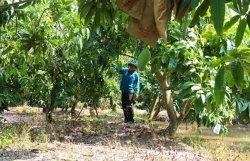 Vietnam - Third largest mango exporter to RoK