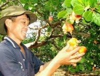 Cashew sector moves back for stepping beyond