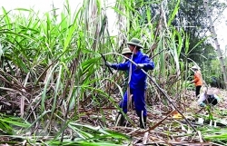 Vietnamese sugarcane needs specific policy to rebound