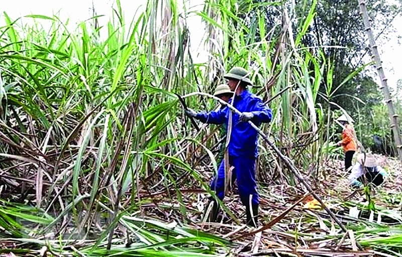 Harvesting sugarcane. Photo: TTXVN
