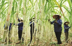 Thai sugar is applied anti-dumping duties and countervailing duty by nearly 34%