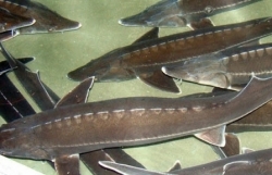 Strictly control import of sturgeon and ensure origin