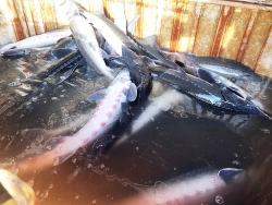 Still unable to lift obstacles in the inspection of imported sturgeon