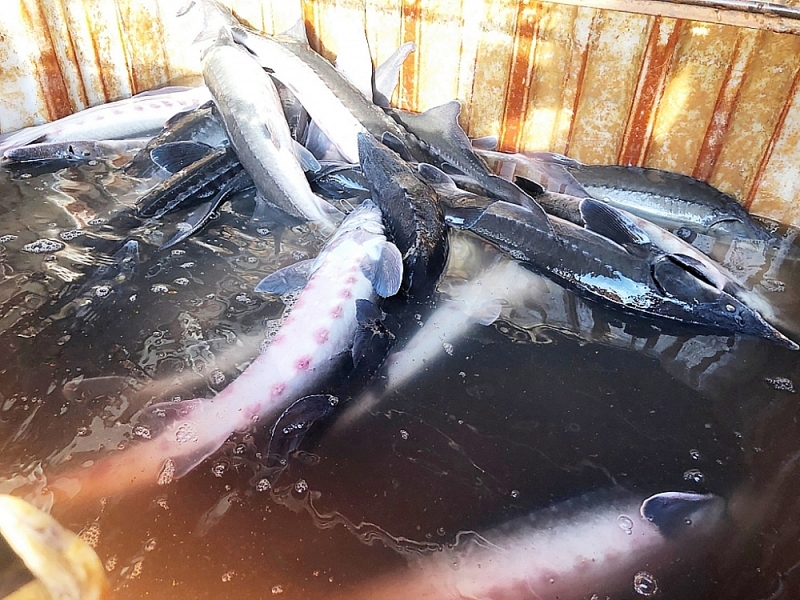 Sturgeon smuggled from China was seized in Lao Cai. Photo: General Department of Market Surveillance