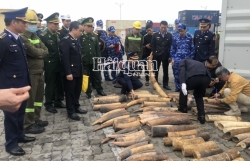 Hai Phong Customs presided over the seizure of nearly 500 kg of ivory