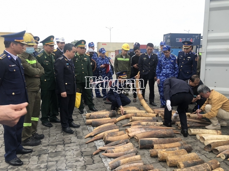 A large amount of ivory was seized by Hai Phong Customs in coordination with competent forces. 