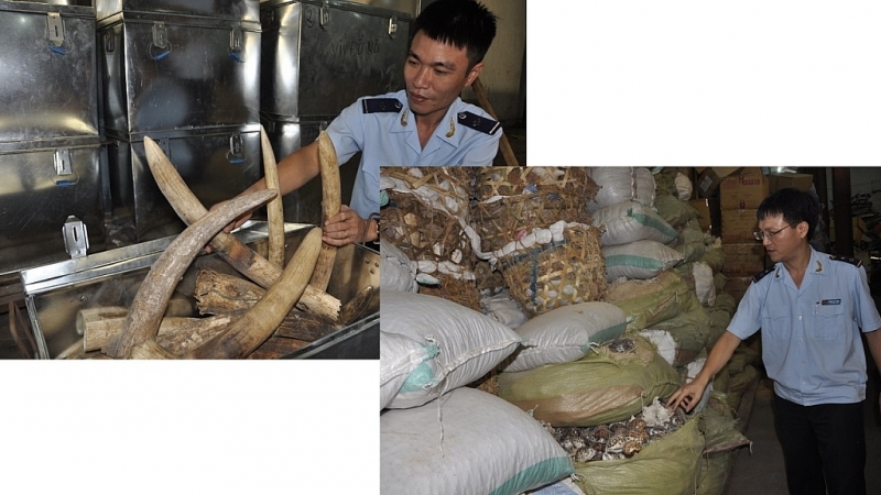 At the end of 2013, Hai Phong Customs chaired the seizure of many cases of smuggling ivory disguised in snail shells. Total number of evidence was up to tons of ivory.