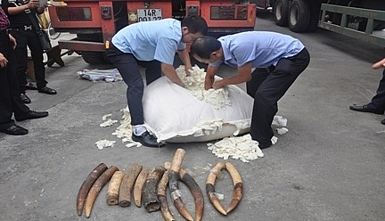 On October 27, 2014, Hai Phong Customs Department inspected and discovered about one ton of ivory imported to Hai Phong port in a container which was declared as rubber gloves.