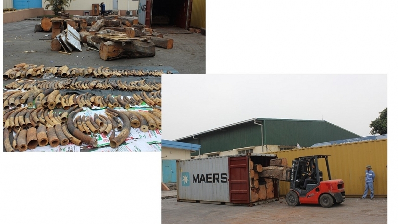 On January 25, 2019, Hai Phong Customs Department inspected, discovered and seized more than 2 tons of ivory. In this case, ivory was disguised in a cargo container declared as Red Doussie wood.