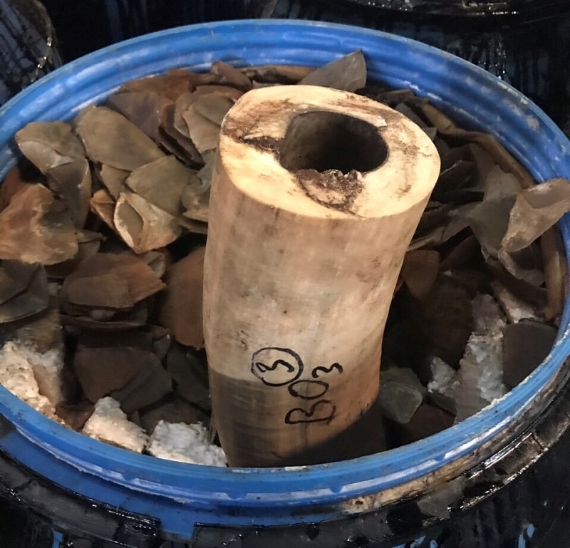 On April 17, 2019, Hai Phong Customs inspected an imported shipment showing suspicious signs. The goods are shown as asphalt. However, the actual inspection results showed that, besides 700 kg of asphalt packed in drums that are stacked outside the door of the container, inside the remaining drums hide nearly 3.5 tons of ivory originating from Africa and nearly 4 tons of pangolin scales…