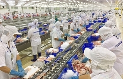 Decrease in exports affects the profits of seafood enterprises