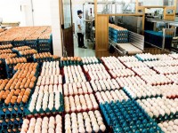 Start importing eggs and salt from 17 April