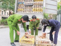 Lang Son: strict control of illegal transport of poultry and poultry products