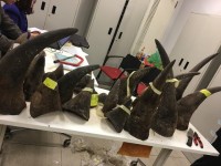 Discovery over 100kg animal horns transported via Noi Bai international airport