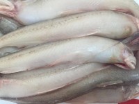 Seize 950 kg of frozen bumalo fish, 360 smuggled bulbs