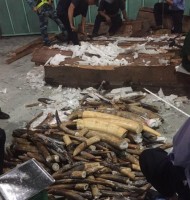 Prosecute a case of smuggling 619 kg of ivory via Cai Lat port