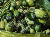 Ha Tinh Customs seized 20 kg of fresh opium