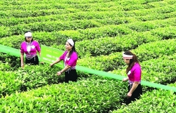 After an impressive start, tea exports are still fraught with anxiety