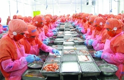 Shrimp exports over US$4 billion is "in hand"