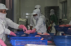 Canned seafood exports rise