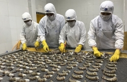 Shrimp exports grow in major markets