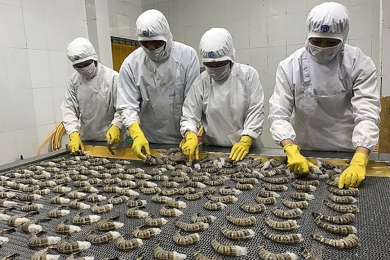 Processing exported prawns at Seaprimexco Vietnam