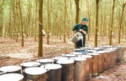 Will rubber exports to major markets continue to increase?