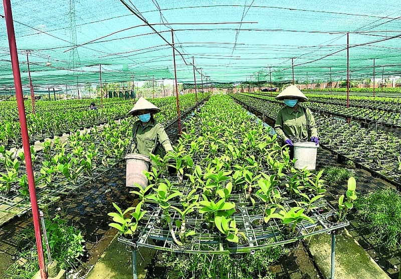 Workers take care of orchids at Ngoc Dan Vy orchid garden. Photo: N.H