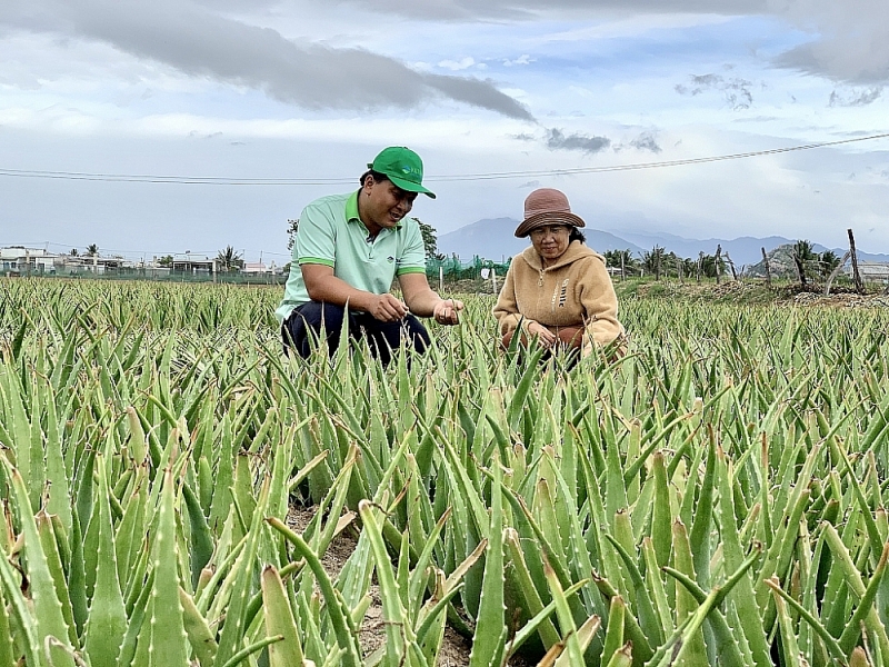 The economic value of aloe vera is significantly enhanced thanks to the association with enterprises in export processing. Photo: N.H