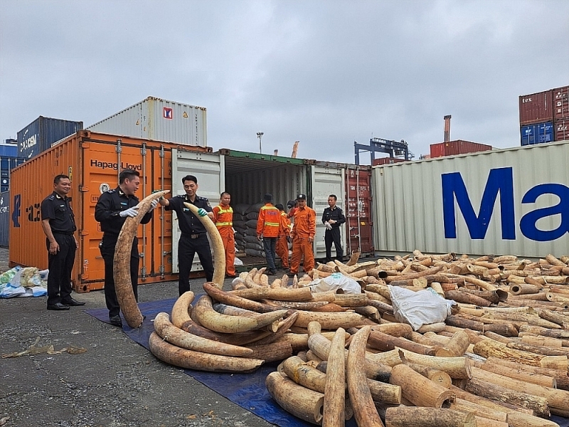 Smuggled ivory seized by Hai Phong Customs on March 20. Photo: T.Bình