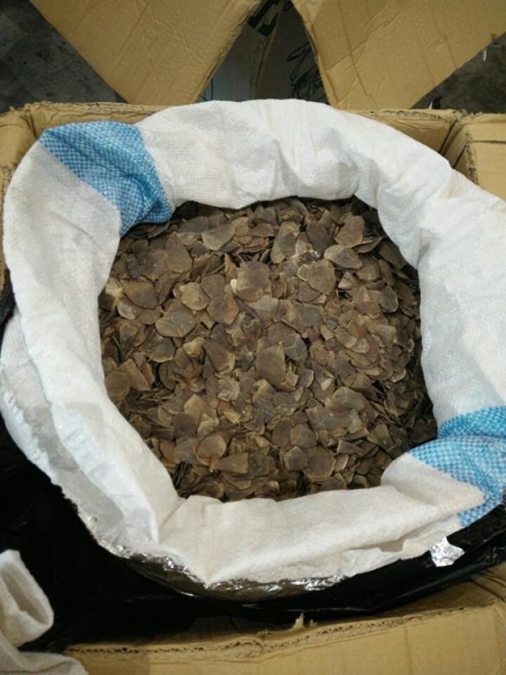 continuously discover 2 shipments contained pangolin scab at noi bai airport