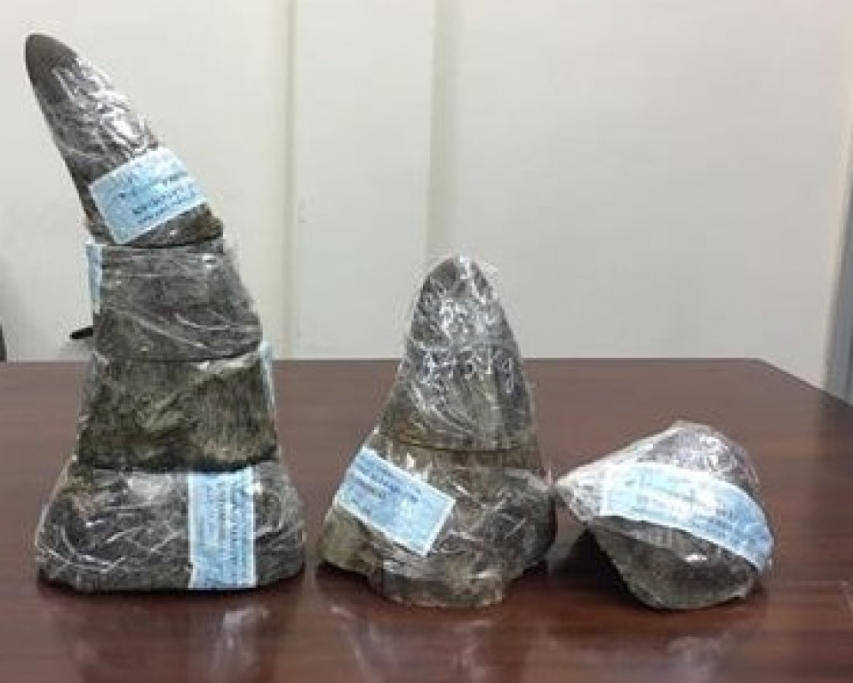 prosecute a case of importing illegally rhino horn over 6 billion vnd