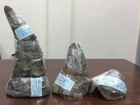 Prosecute a case of importing illegally rhino horn over 6 billion vnd