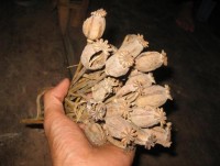 Seize 13kg of dried opium from Laos to Vietnam