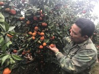 Orange and grapefruit, worry about “failing”: Ministry of Agriculture does not have plan