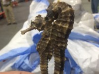 Seize a shipment of nearly 400 kg of seahorses and bladders