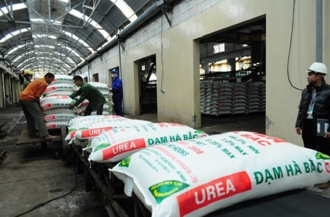 Currently, Vietnam has four urea factories with a total capacity of about 2,270 tons/year. Photo: ST