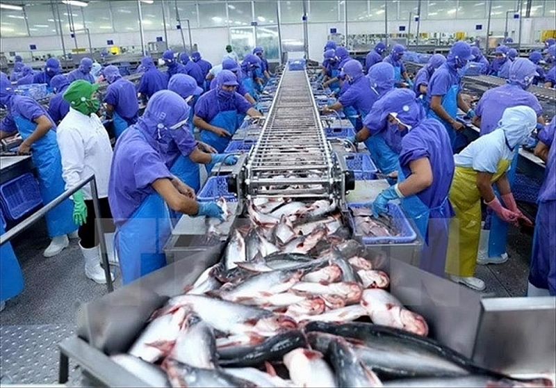 Processing pangasius for export. Photo: Cong Mao