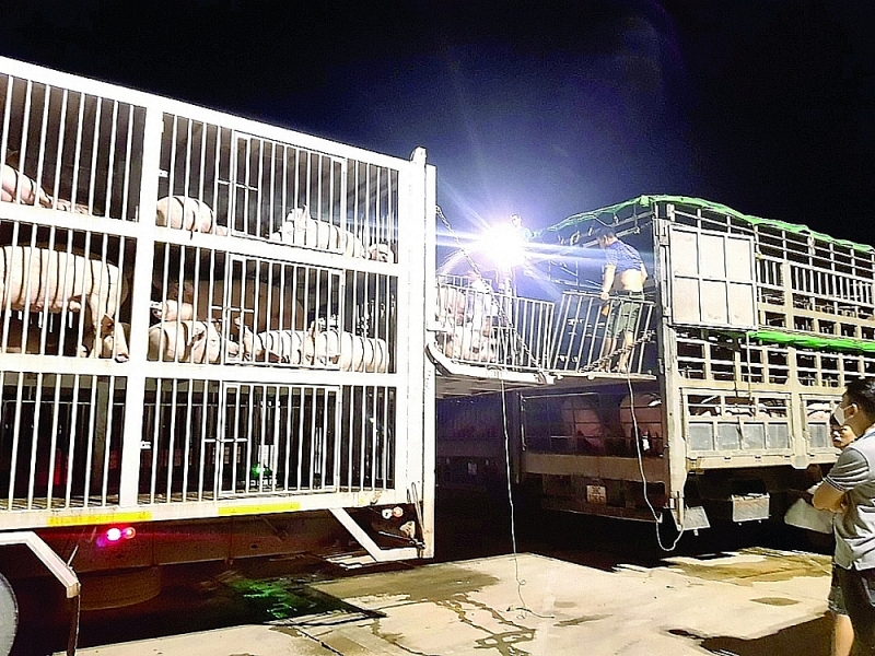 Importation of pig through Lao Bao International Border Gate, Quang Tri province. Photo provided by Lao Bao Customs Branch. 