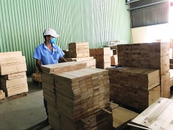 Large timber afforestation reduces dependence on imported timber