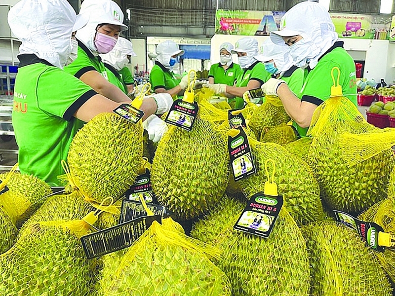 Durian is a fruit with high export value and competitiveness in the Chinese market. Source: Internet.